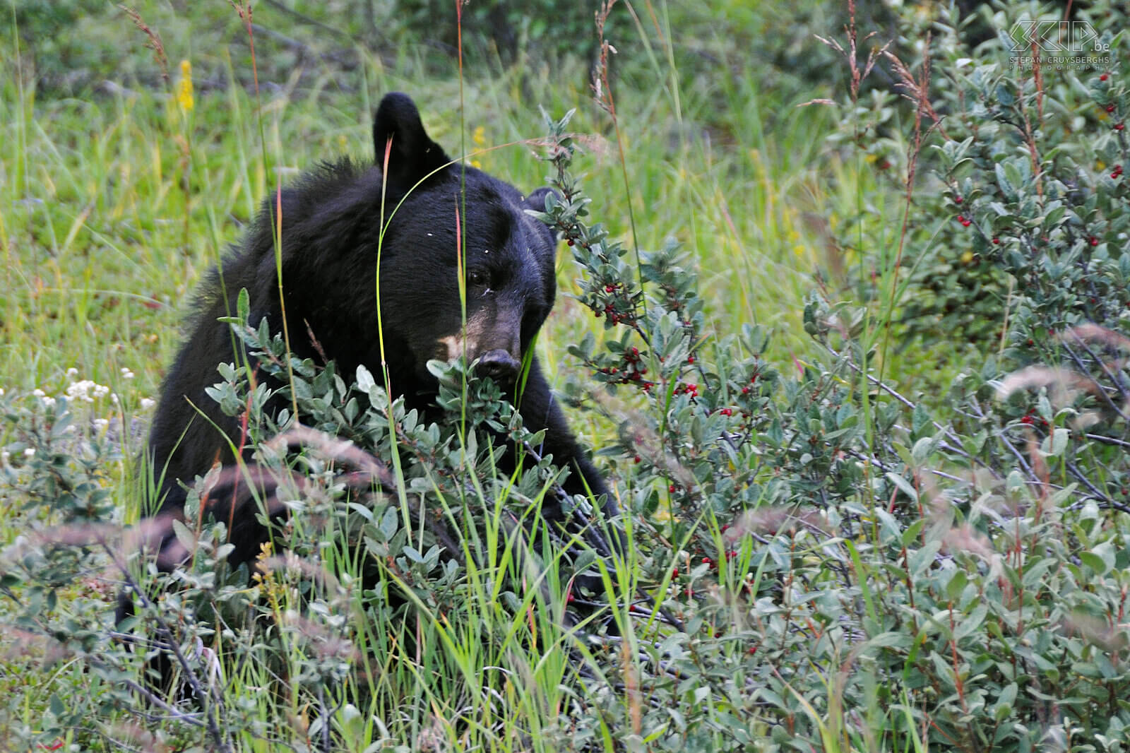 Jasper NP - Zwarte beer Een zwarte beer (Ursus americanus) die 's ochtends onverstoorbaar bessen aan het eten is langs de weg. Stefan Cruysberghs